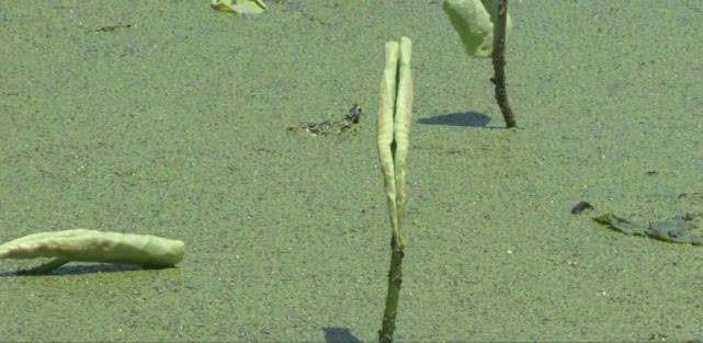 鱼塘里的不速之客,池塘来了入侵者