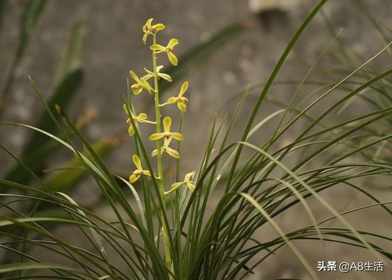 每日一品,蕙兰潘绿梅和庆华区别