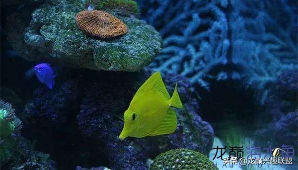 看完别笑，都陪我哭！新人下海开缸的血泪史