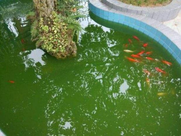养锦鲤水变绿对鱼有影响吗,锦鲤鱼池水变绿如何处理