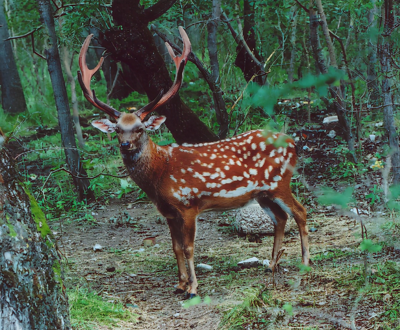 梅花鹿为什么夏天才有斑点,梅花鹿怎么没长鹿茸
