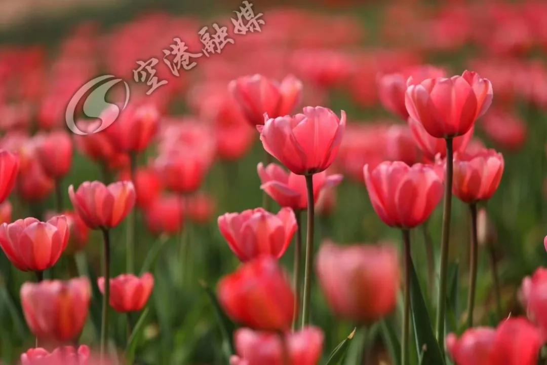 空港花田今天收门票吗,空港花田19.9门票