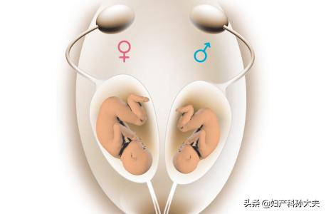 双胞胎在子宫里的发育,双胞胎在子宫里是不是两个包