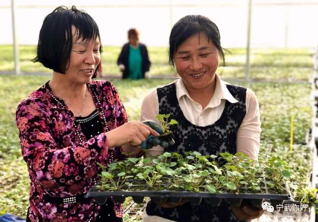 我的家乡在宁武用英语怎么说,我的家乡宁武特产