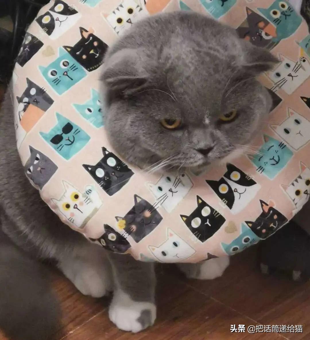 求助！我的猫以为自己是我妈怎么办？