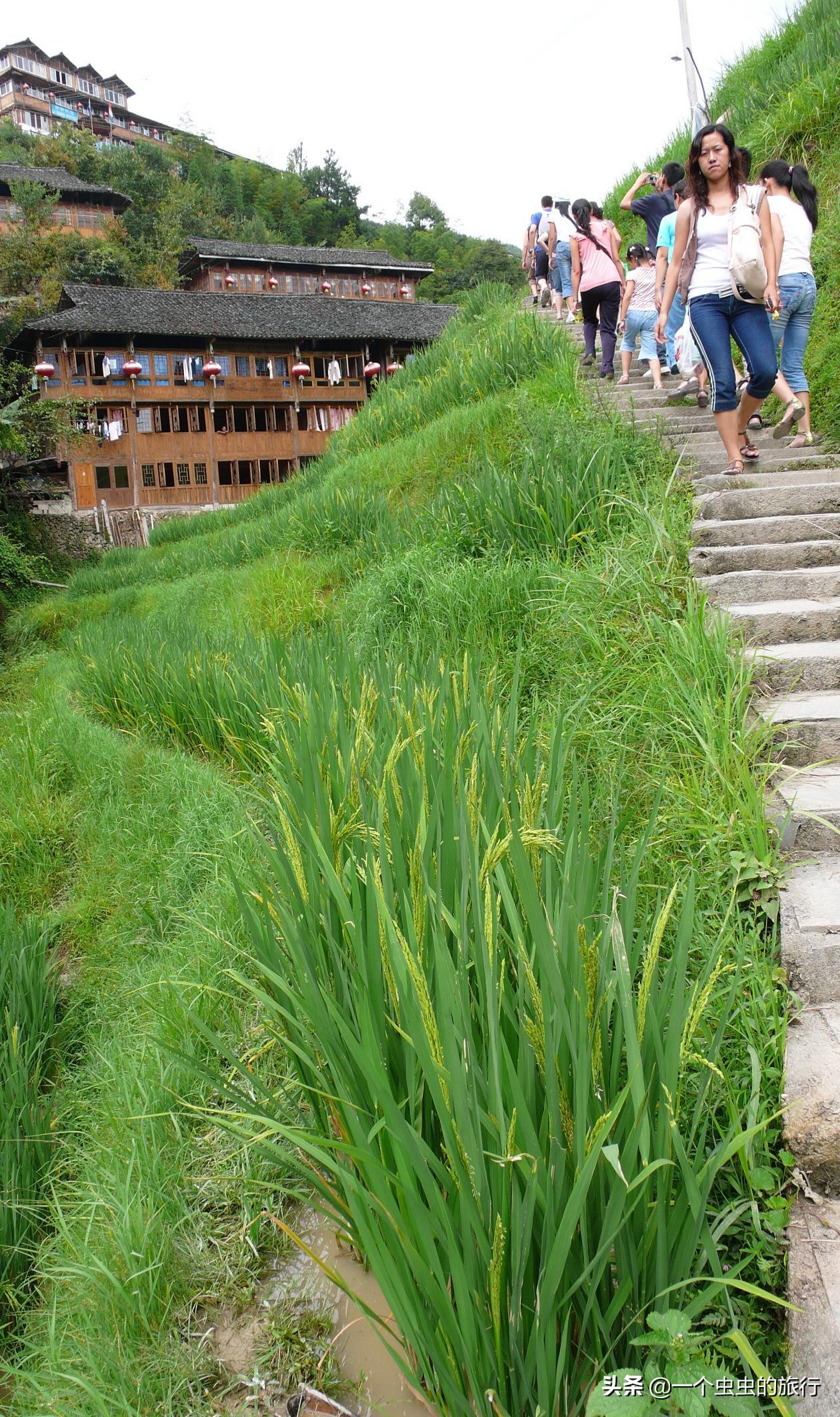天下一绝龙脊图片,天下一绝龙河路