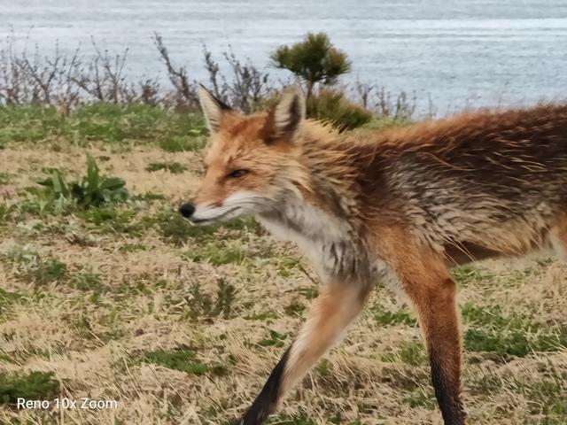 opporeno十倍变焦版当年有多惊艳,用opporeno10拍出来的照片