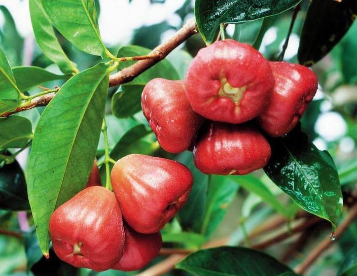 最全海南水果上市时间表,海南水果上市时间表收藏版