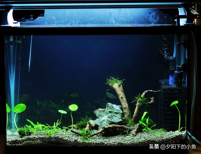 水草开缸硝化细菌正确使用方法,水草缸用什么硝化细菌最好