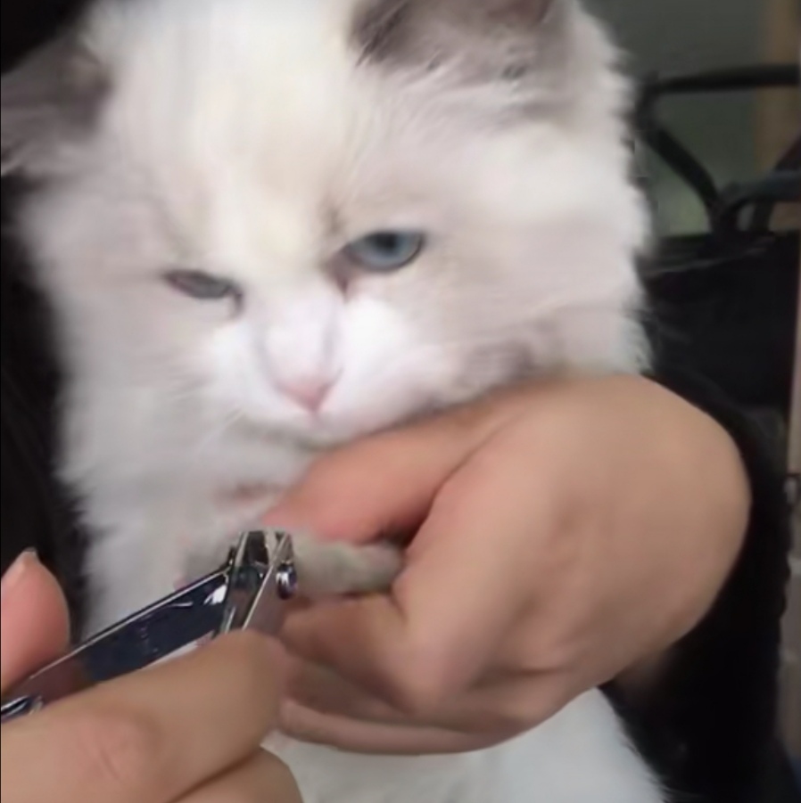 怎样让猫咪喜欢你帮它梳毛,猫咪经常犯错铲屎官应该如何调教