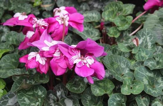 屋内除甲醛什么盆栽好,除甲醛最好最快的方法室内盆栽