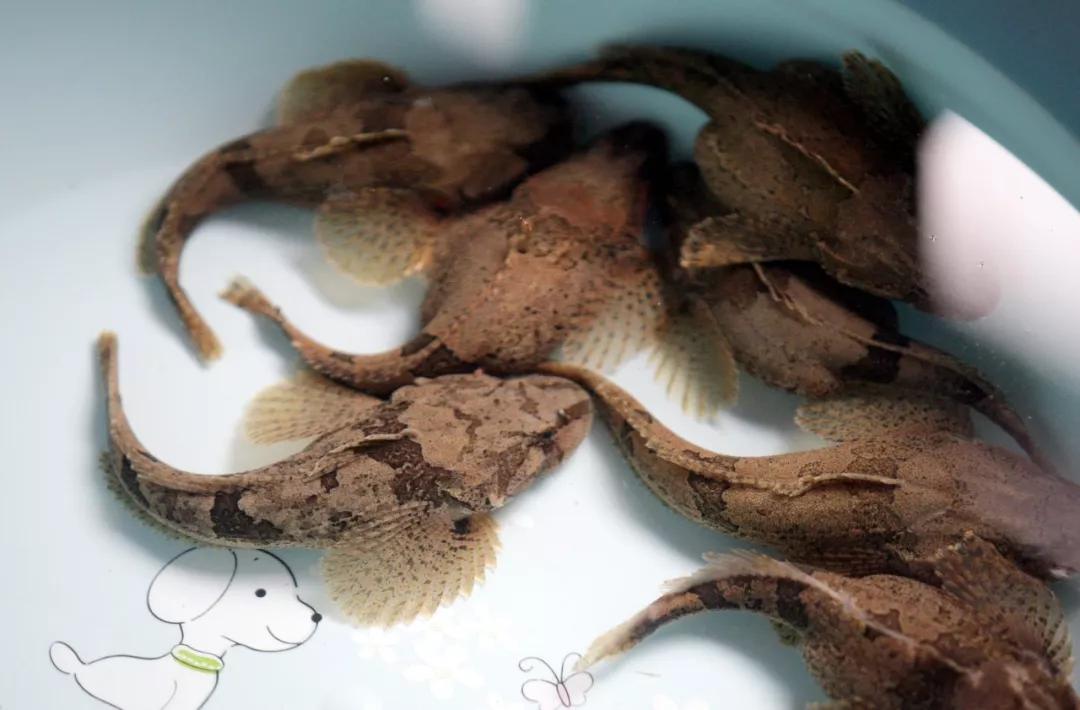 12种中国最珍贵的顶级食用鱼，做为一名吃货不可不知！