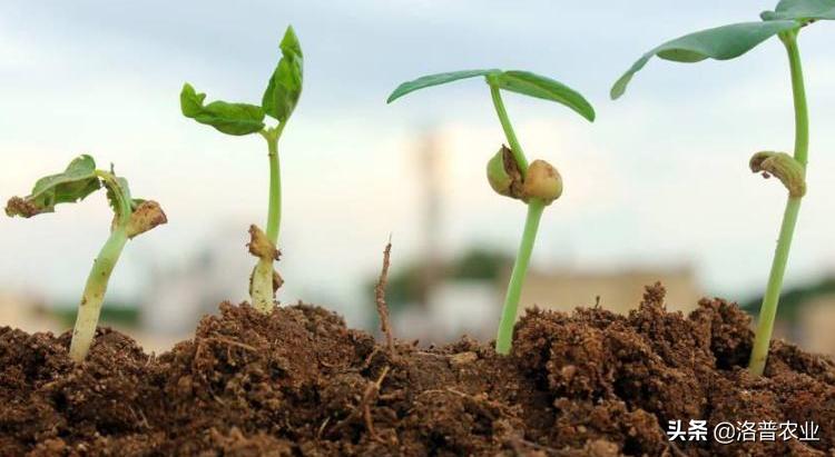 2022种植什么赚钱,2020种植什么最赚钱