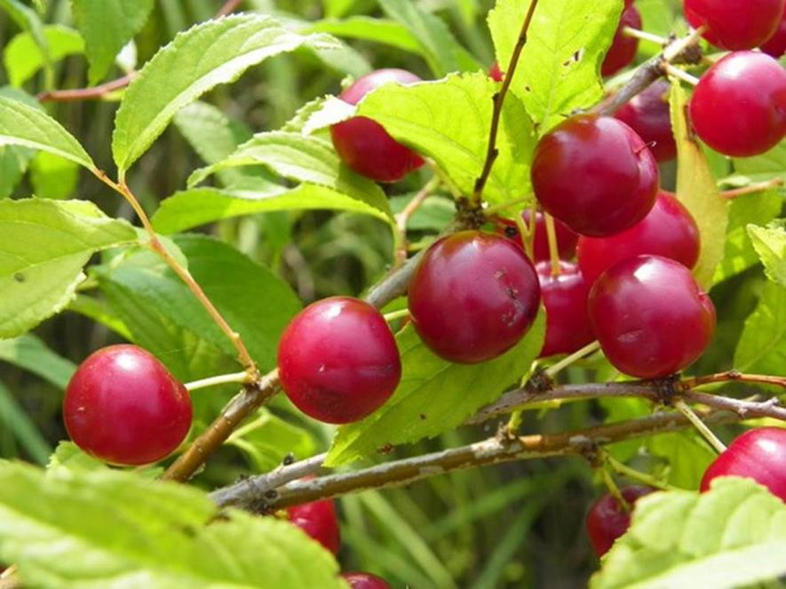 百种味道的果子,四季百种果子图片