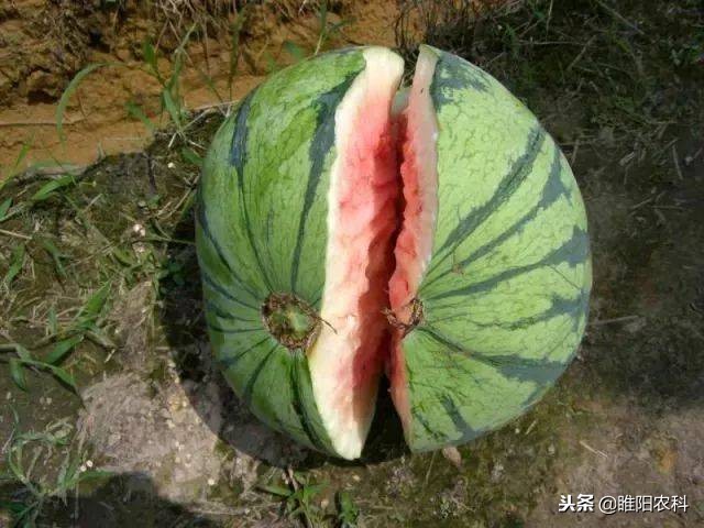 西瓜裂瓜的最佳治疗方法,西瓜裂瓜是怎么回事