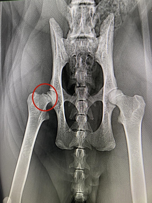 猫咪从多高距离摔下来会骨折,猫咪高处摔下后受内伤有什么表现
