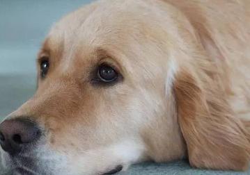 老年犬的日常保健视频,老年犬的饲养管理文章