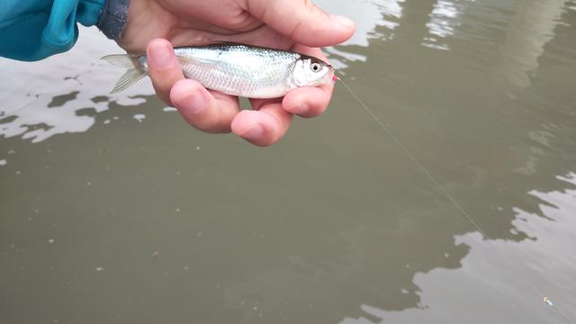 西岭雪山避暑又能钓鱼的地方,西岭雪山哪里的野沟里可以钓冷水