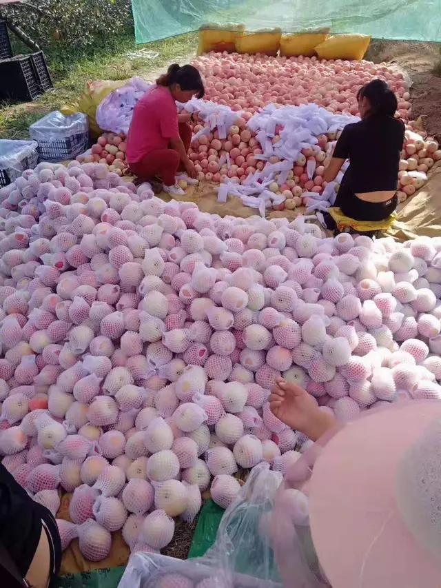 果农卖不出去苹果怎么办,果农卖不出去水果