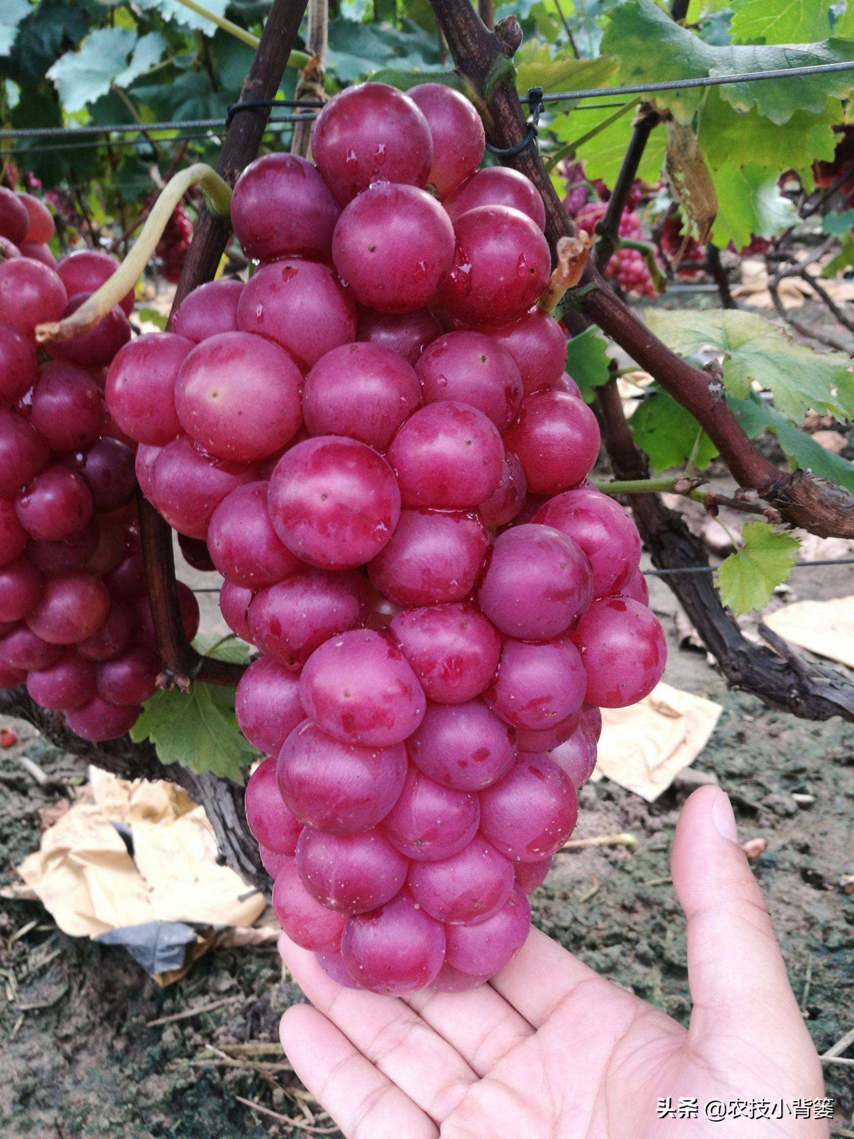 葡萄大小粒严重怎么补救,葡萄大小不均怎么治