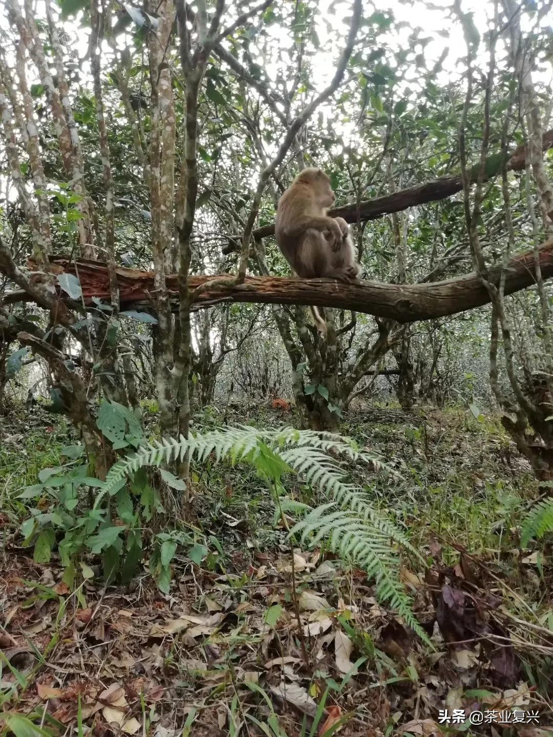 如果没有会喝易武茶的人，好茶的存在就没有意义