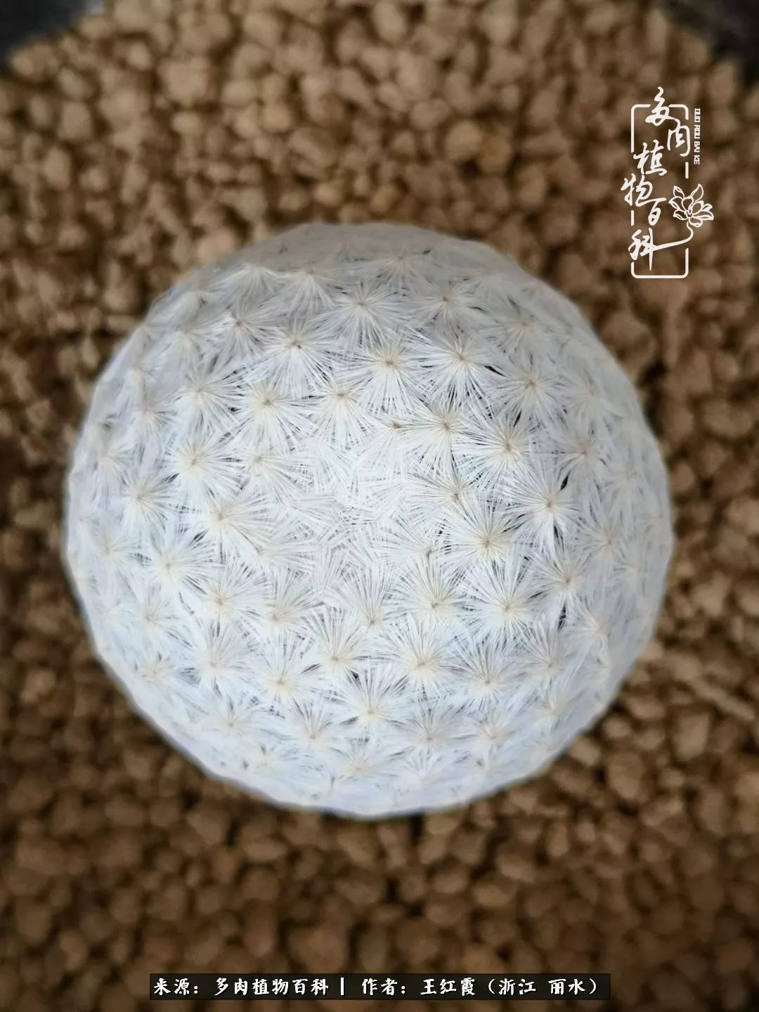 仙人球露养条件,仙人球的露养方法