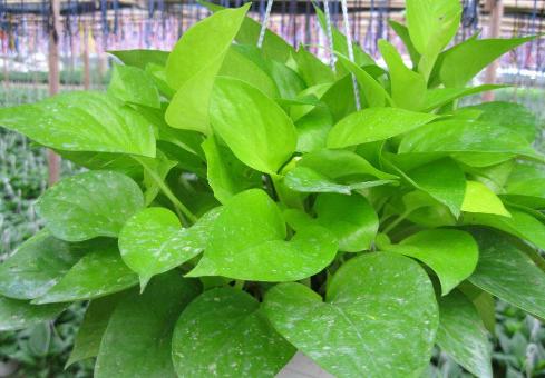 绿萝怎么养才能更旺盛不会有黄叶,绿萝叶子没有光泽变黄怎么办