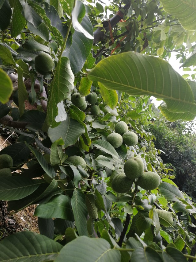 核桃树不结果是咋回事,核桃树不结果啥原因