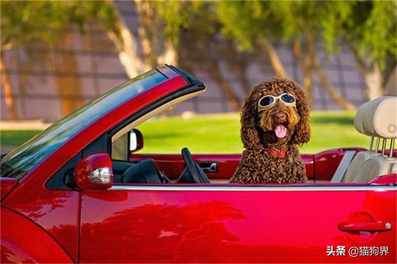 狗狗不好好吃饭的原因有哪些,小狗狗一星期不吃粮是为什么