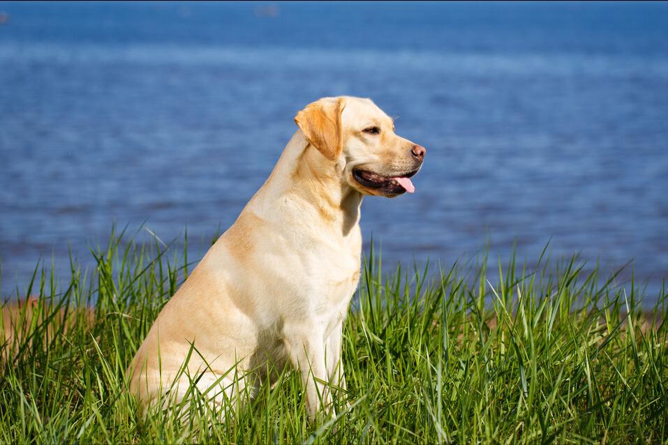 什么狗又便宜又好养又听话,哪种狗狗不掉毛又好养又听话