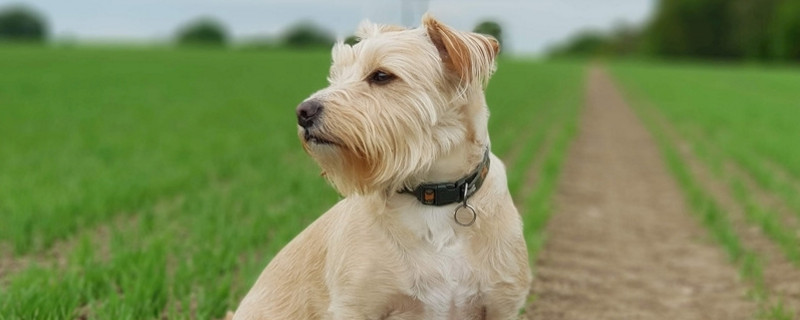 狗狗怎么托运最便宜,狗狗如何托运避免死亡