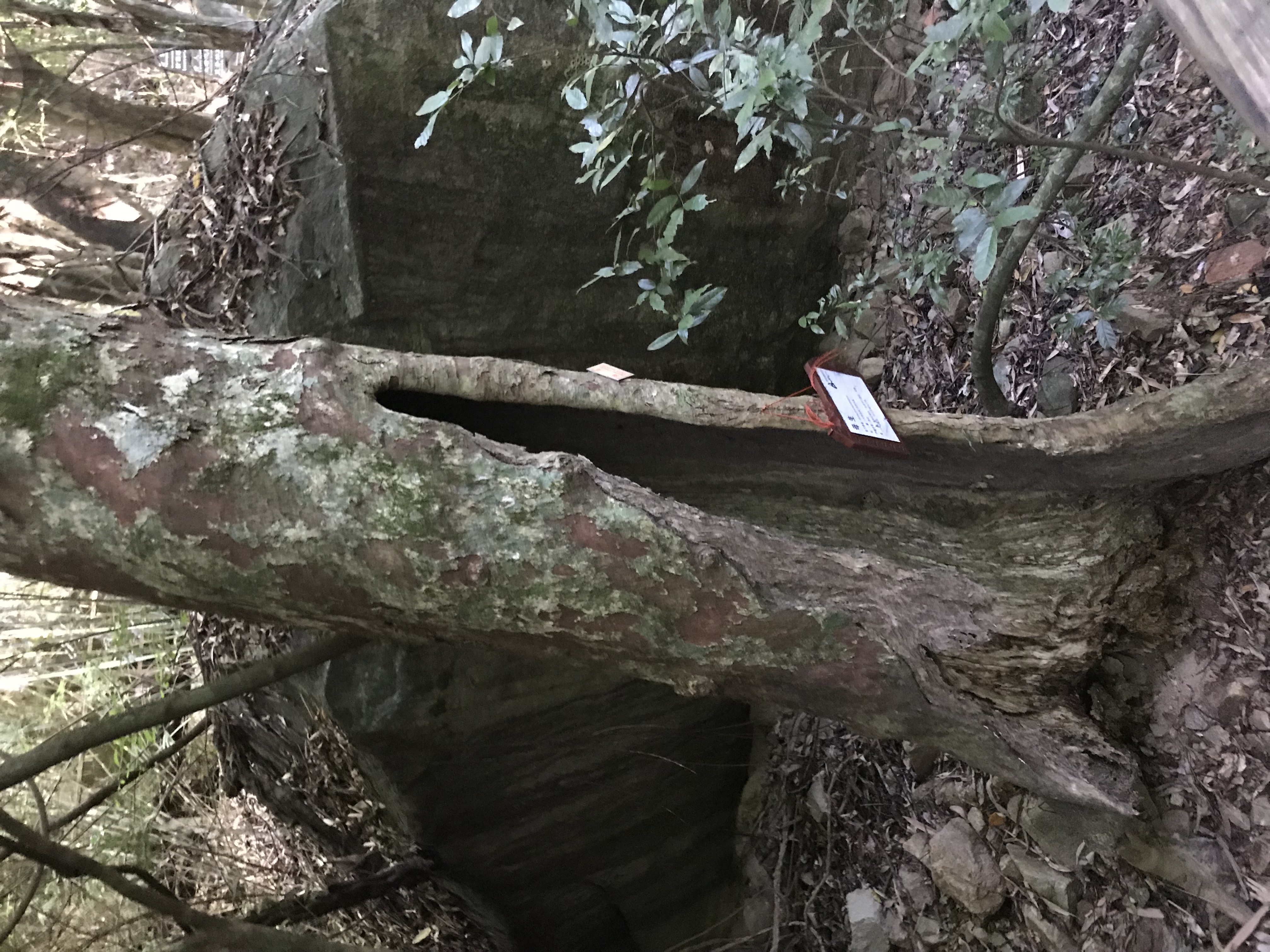 1500年的“母生”藏于此，这里集海南珍稀名木，神奇霸王岭