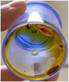 深圳女子零食里吃出铁钉,女子体内取出活虫只因吃这道菜