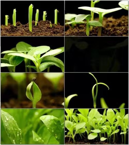 微生物源农药枯草芽孢杆菌的使用技术，“以菌治菌”防治土传病害