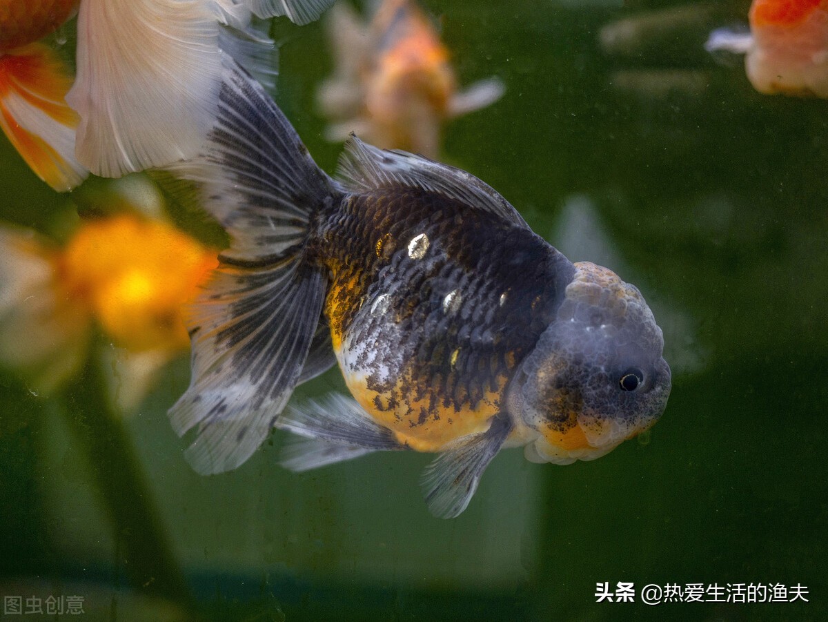 哪种金鱼最皮实好养,哪种金鱼好看又容易养