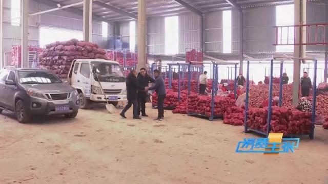 洋葱价格及出口情况,全国各地洋葱产地批发价格