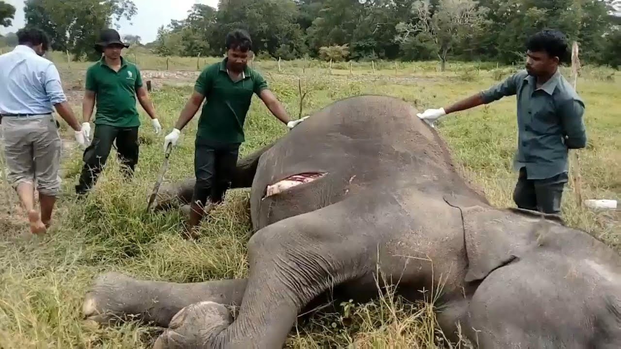 为何沙漠中能遇到渴死的骆驼,在沙漠遇到渴死的骆驼怎么不能碰