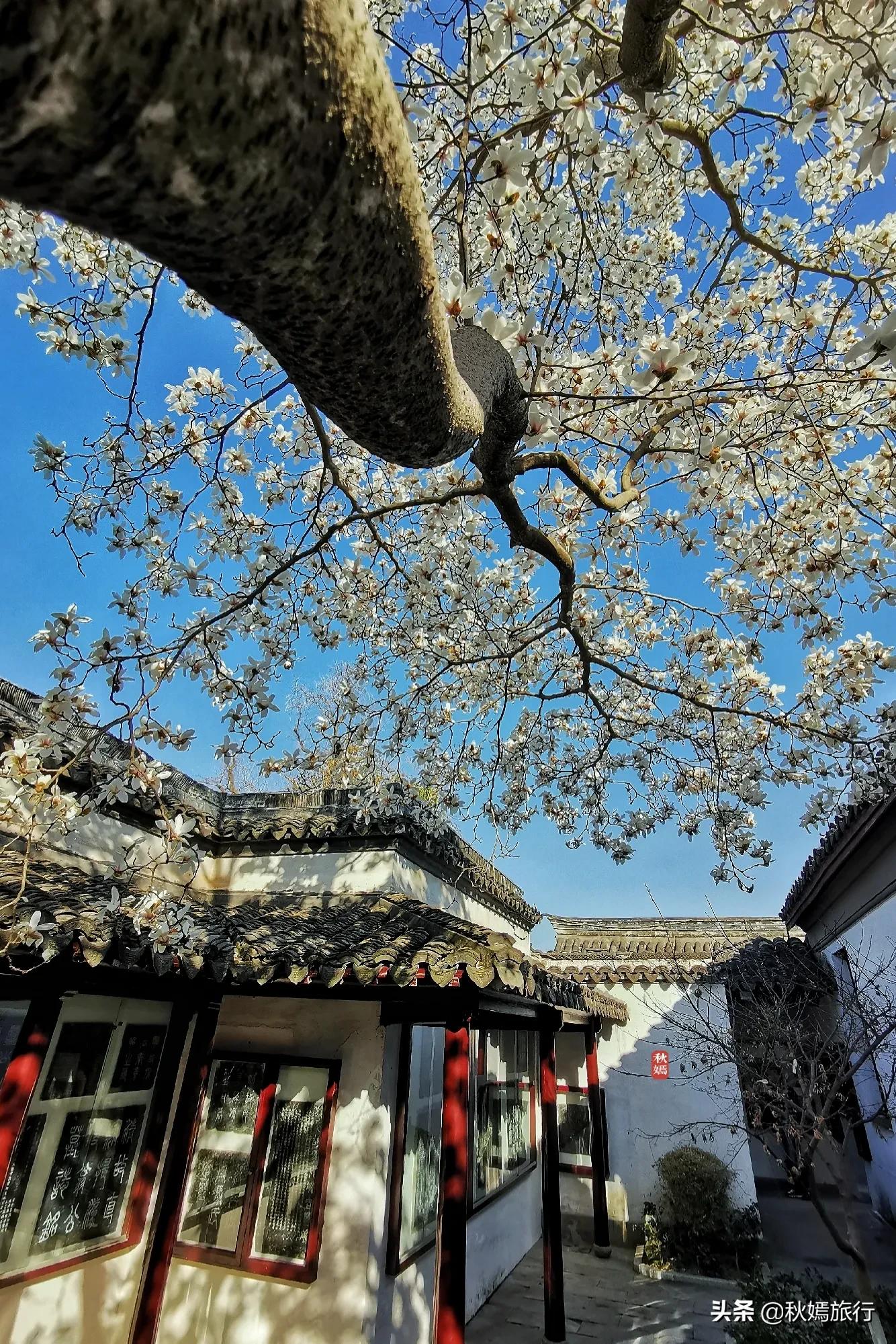 雨中赏樱别有意境,雨中赏玉兰美句