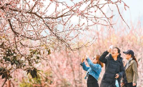 有一种春天叫西安的春天,西安古都的春天在哪里