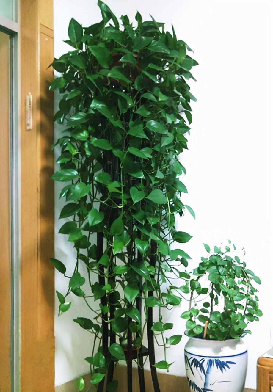 18种寓意好的花,18种花图片大全