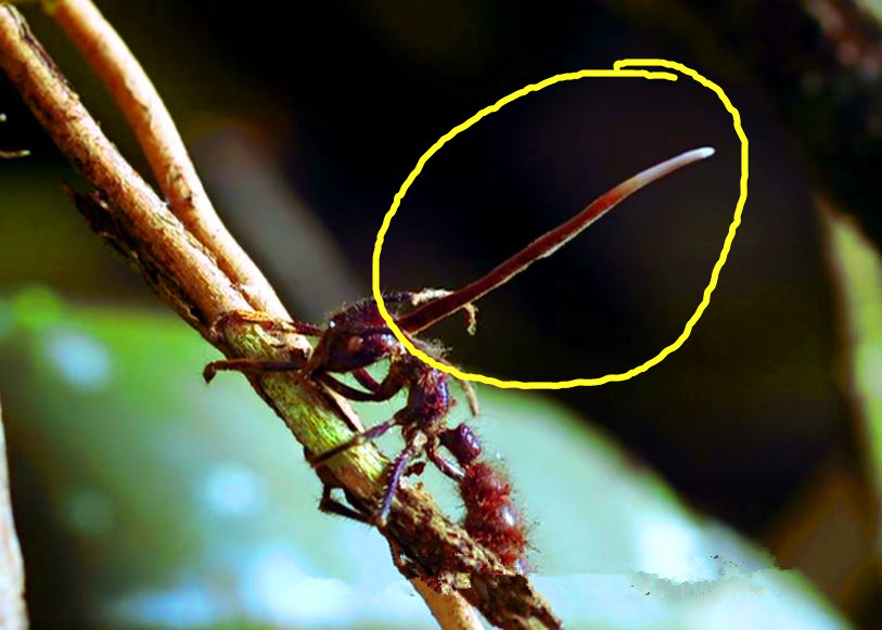 蘑菇是真菌还是植物,香气很浓的蘑菇叫什么菇