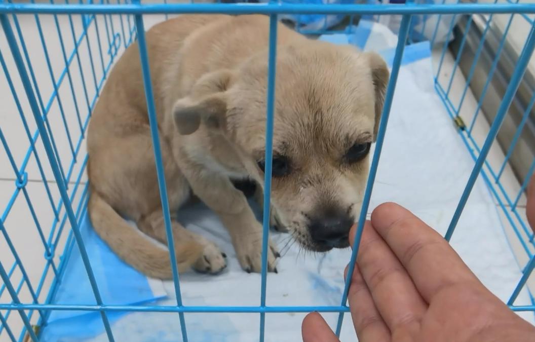 东北：因息肉，小奶狗被赶出家门成为流浪狗，获救后狗狗成功逆袭