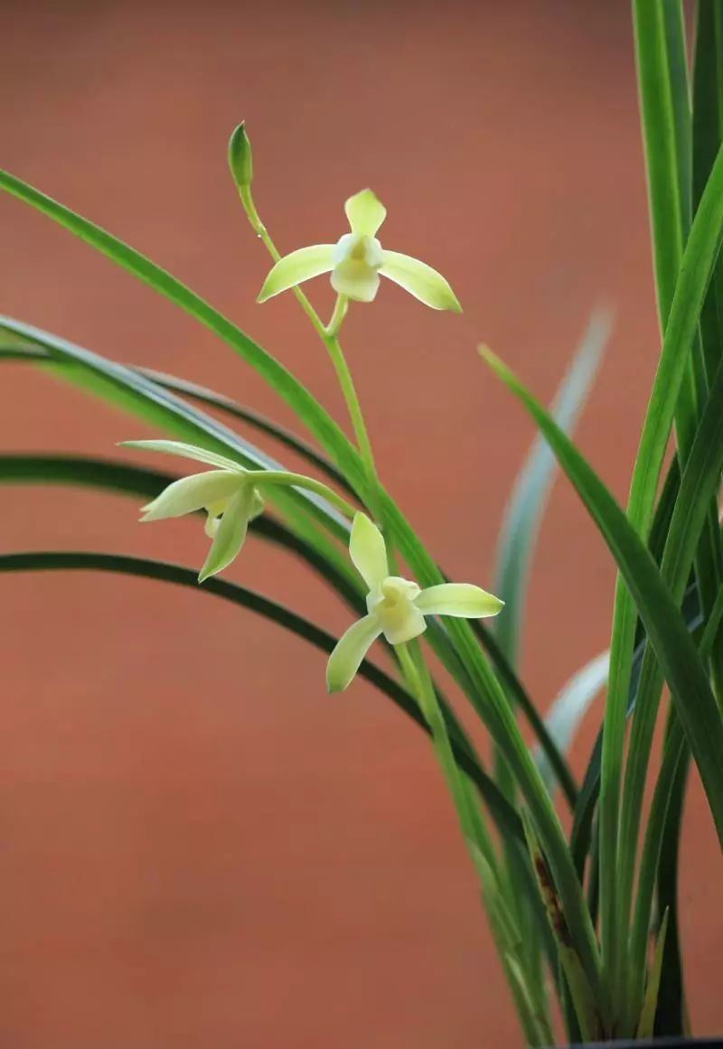 如何快速鉴别兰花的真假,新手如何分辨兰花的真假