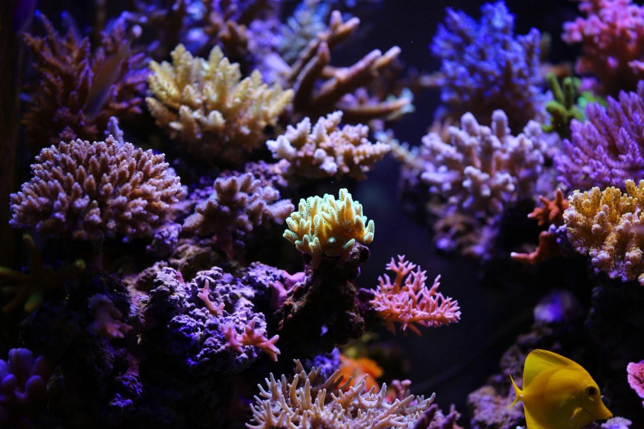 玩海水缸费钱吗,玩海水用什么鱼缸