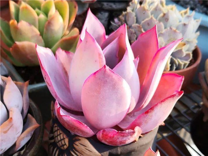 100种常见多肉的养法图片大全,60种好度夏的多肉植物