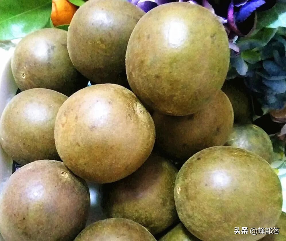 种植药材好的致富项目是什么,当前热门农村药材种植项目推荐