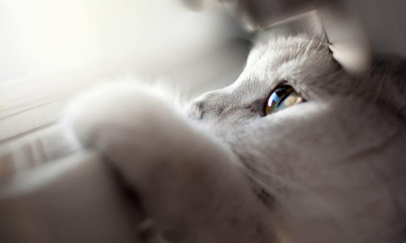 养宠小知识猫咪便秘怎么解决,猫咪会有抑郁情绪吗