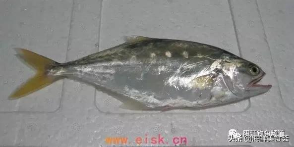 十种最受欢迎的海鱼,钓鱼人最爱的海鱼