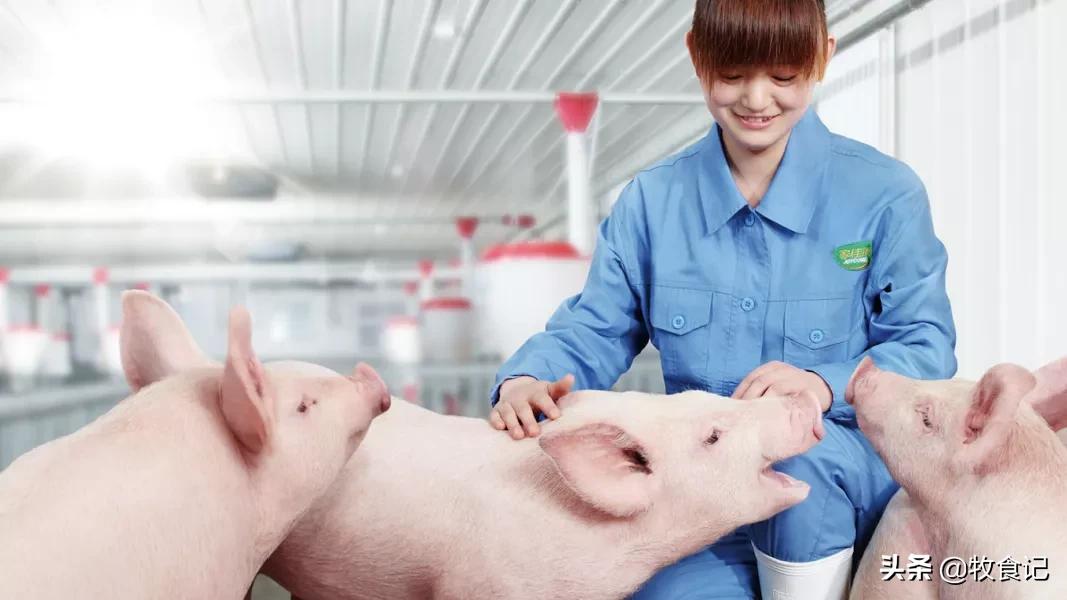 中粮家佳康2023年出栏量,中粮集团家佳康猪肉供货渠道