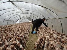 重庆梁平虎城镇图片,重庆梁平虎城镇的特色